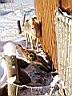 Tiere Winter 2003.jpg
